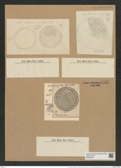 Coscinodiscus marginauts var. late-marginatus Pant. (de-Toni-Nr.: Genus 202, Species 4966) Zeichnungen Sammlung Grunow Nr. 8564 (NHMW-BOT-W0378208)